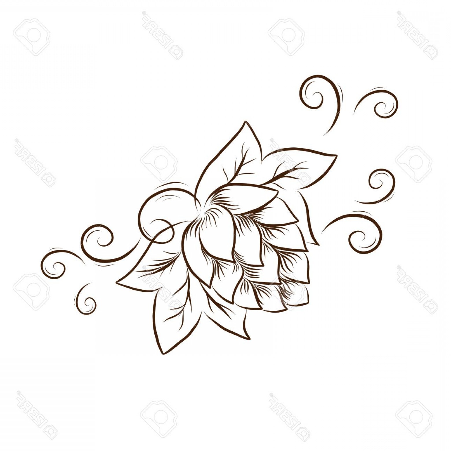 1560x1560 Hop Vines Vector Catchsplace