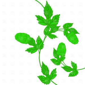300x300 Beer Hop Cone And Leaf Vector Clipart Createmepink