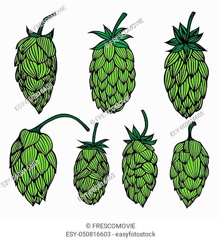 431x470 Hop Cone Icon Stock Photos And Images Age Fotostock