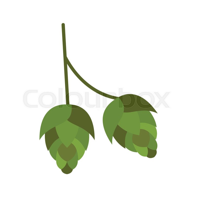 800x800 Hop Cone Icon In Flat Style Isolated Stock Vector Colourbox