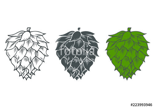 500x350 Hop Cone Icon Beer Ingredient Sketch Vector Isolated