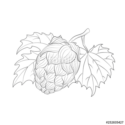 500x500 Sketch Of Hop Cone On White Background Vector Stock Image