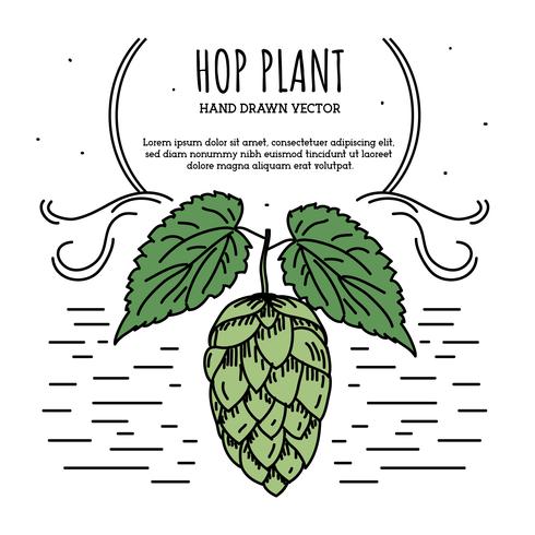 490x490 Hop Plant Vector
