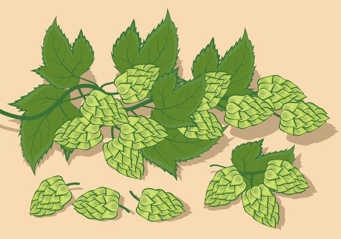 700x490 Hop Plant Vector Illustration