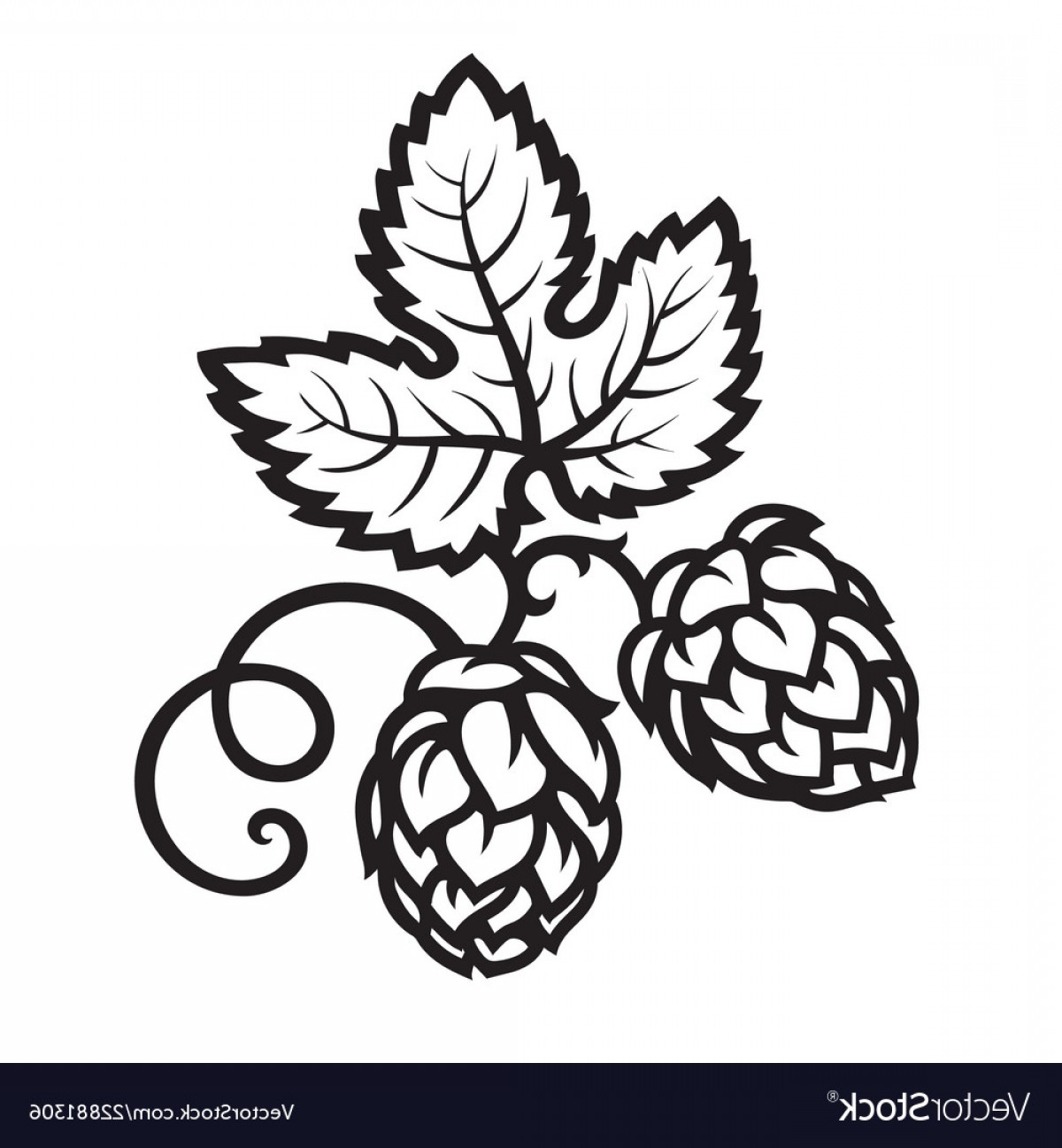 Hop Leaf Vector at Vectorified.com | Collection of Hop Leaf Vector free ...