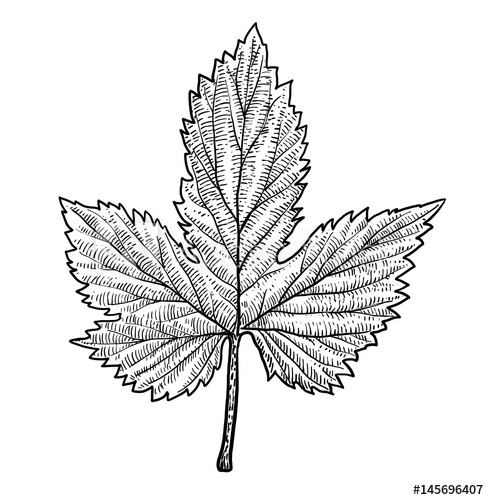 489x500 Hop Leaf Illustration, Drawing, Engraving, Ink, Line Art, Vector
