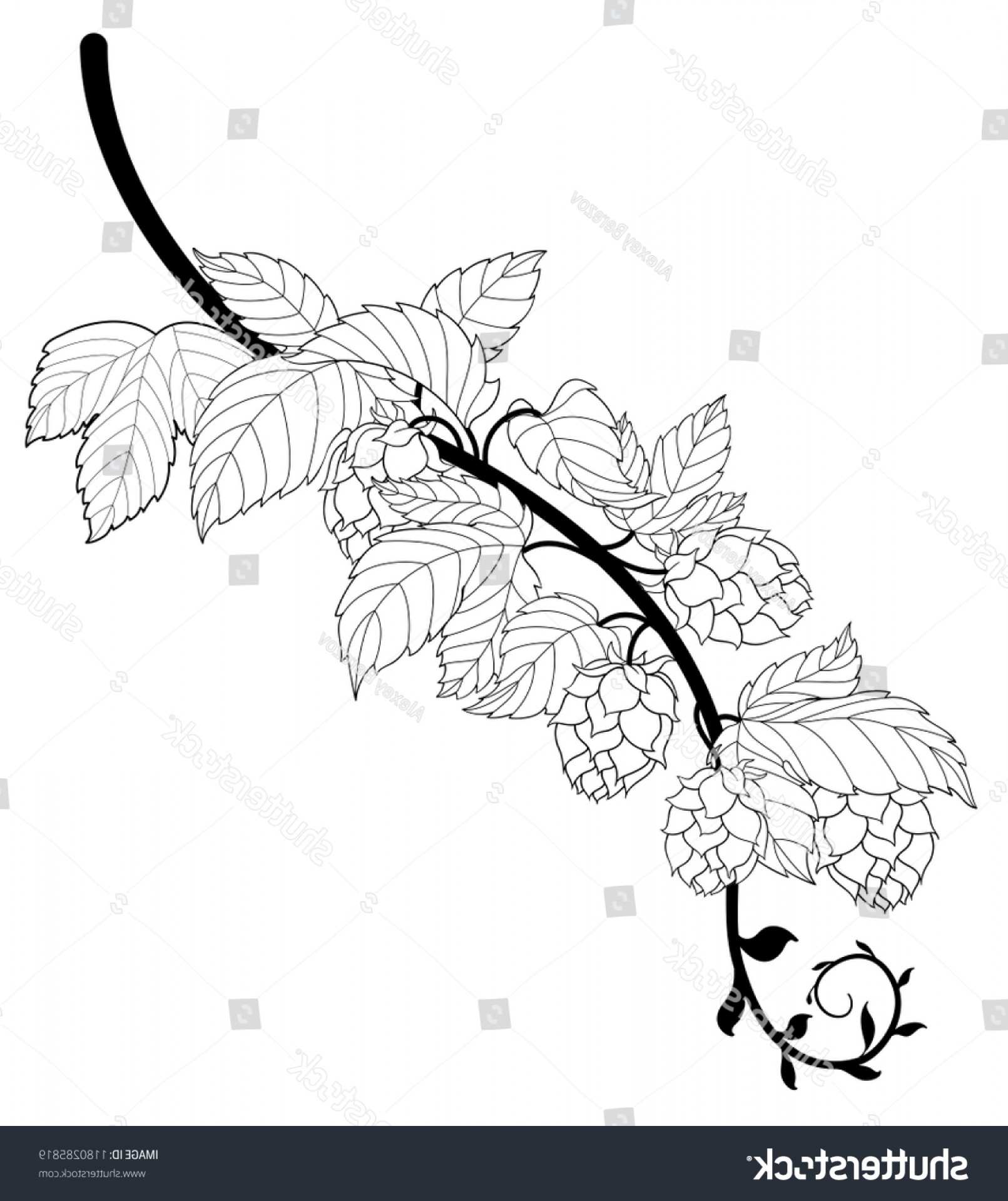 1611x1920 Hops Leaves On Curly Vine Catchsplace