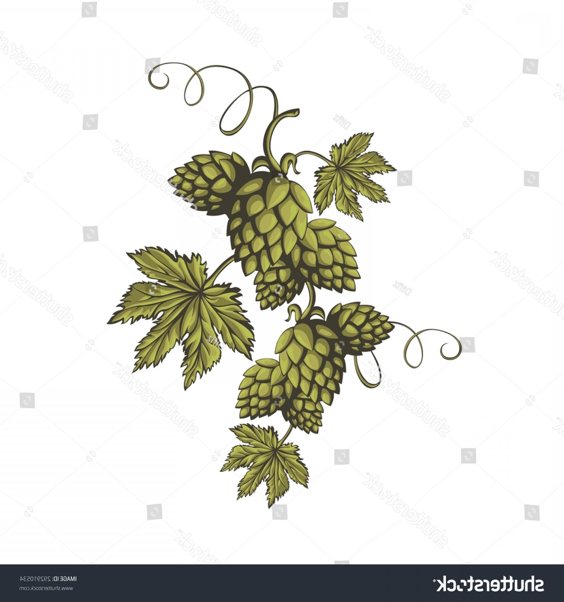 1800x1920 Hops Vector Visual Graphic Icon Logo Hoodamath
