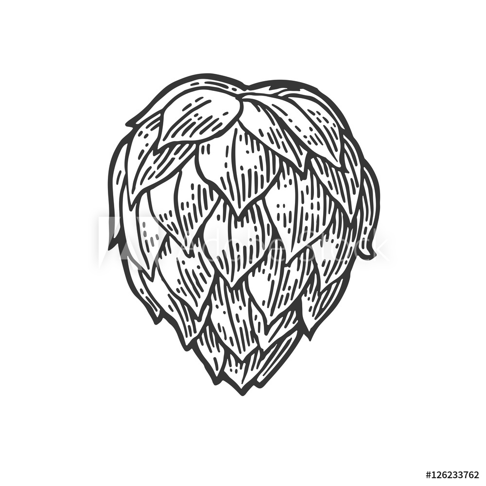 1000x1000 Photo Art Print Hop Herb Plant Wih Leaf Vector Vintage Engraved