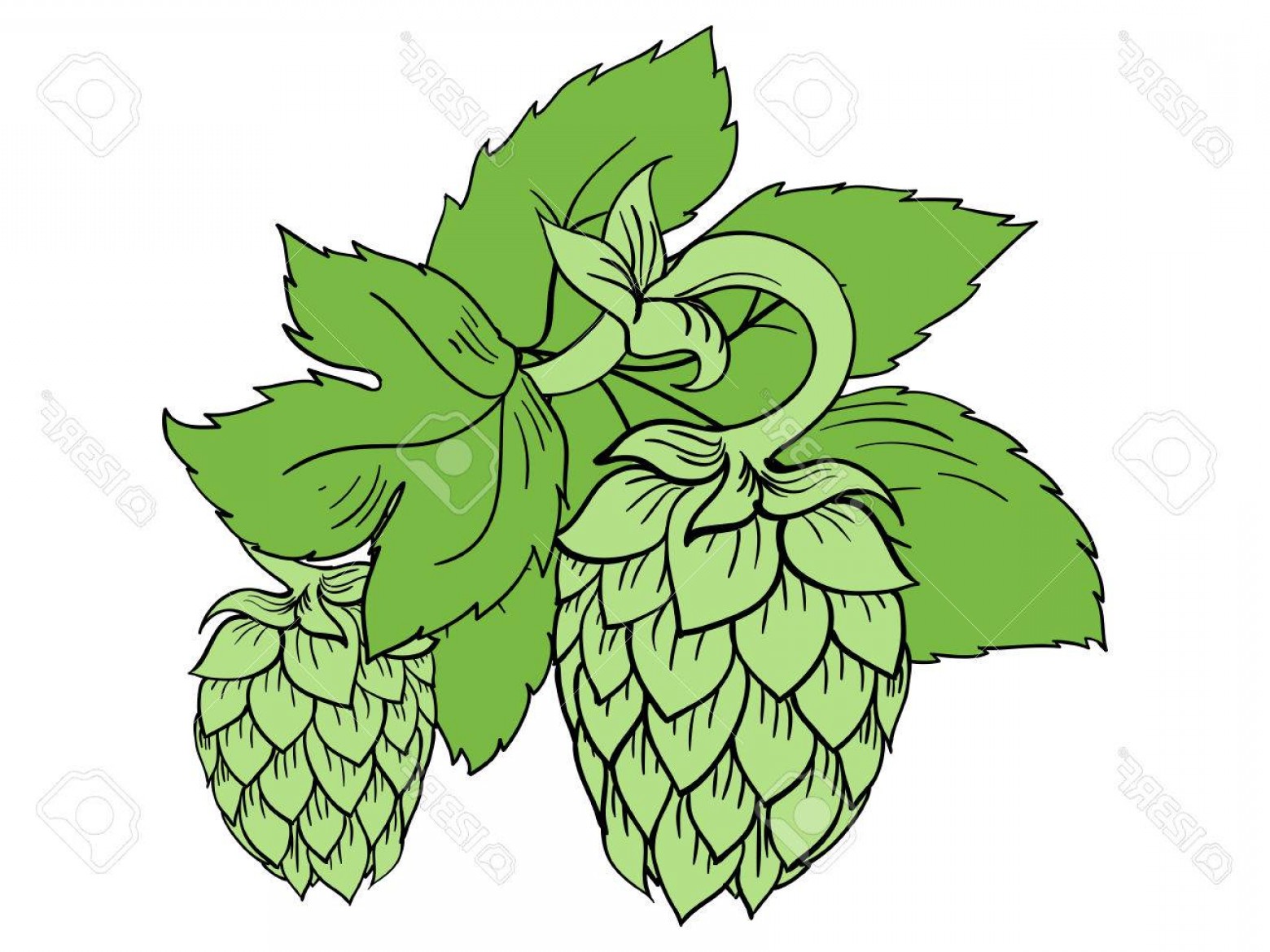 1560x1170 Photostock Vector Green Color Vector Illustration Of Hops