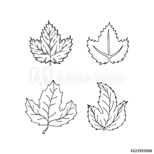 500x500 Sketch Of Hop Leaves Set Engraving Style Beer Plant Icon Vector