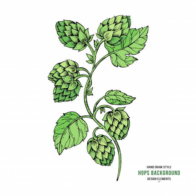 626x626 Sketches Hop On A Branch With Leaves Vector Premium Download