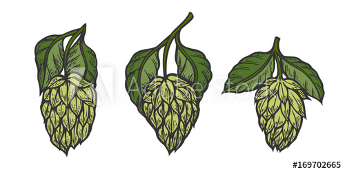 500x250 Vintage Designs Set With Hops And Leaves Hop Hand Drawn