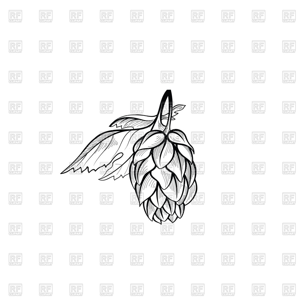 1200x1200 Hops