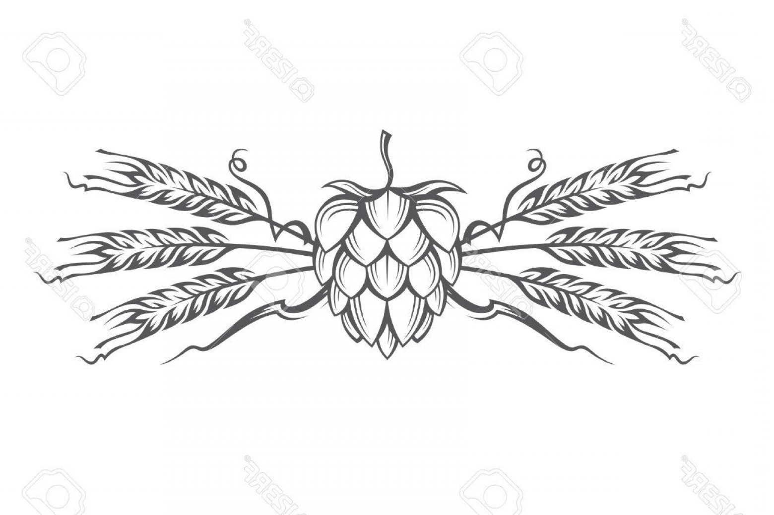 1560x1039 Photostock Vector Black Illustration Of Hop And Barley Ear