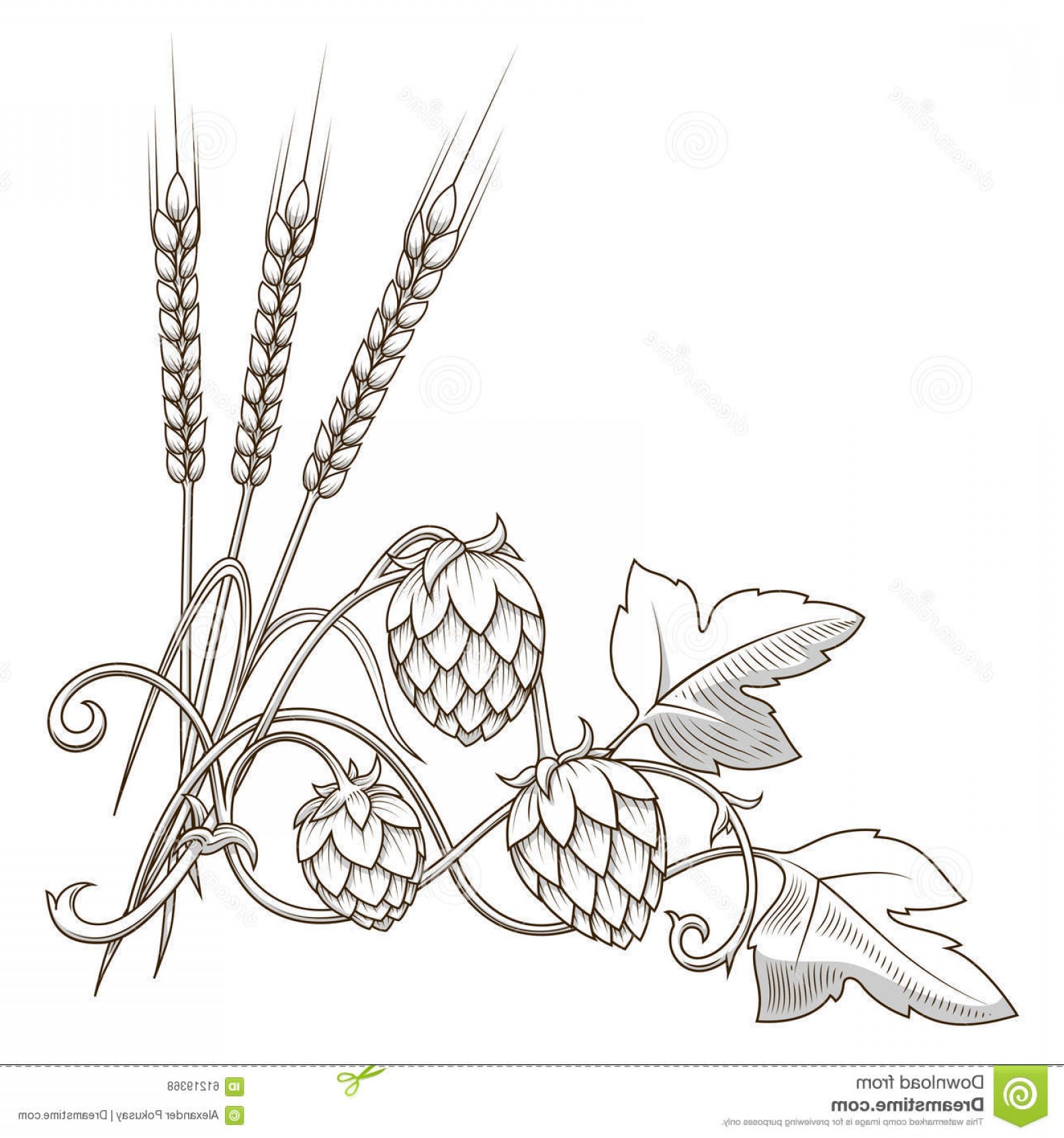 1560x1668 Stock Illustration Hops Barley Ornament Vector Illustration