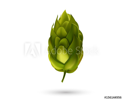 500x409 Young Fir Cone Bud Isolated On White Background Beer Hop Vector