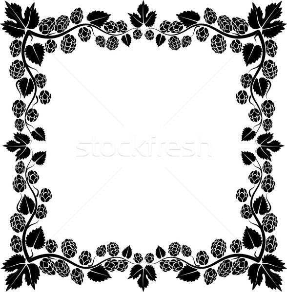 588x600 Hop Vector Illustration Marek Trawczynski