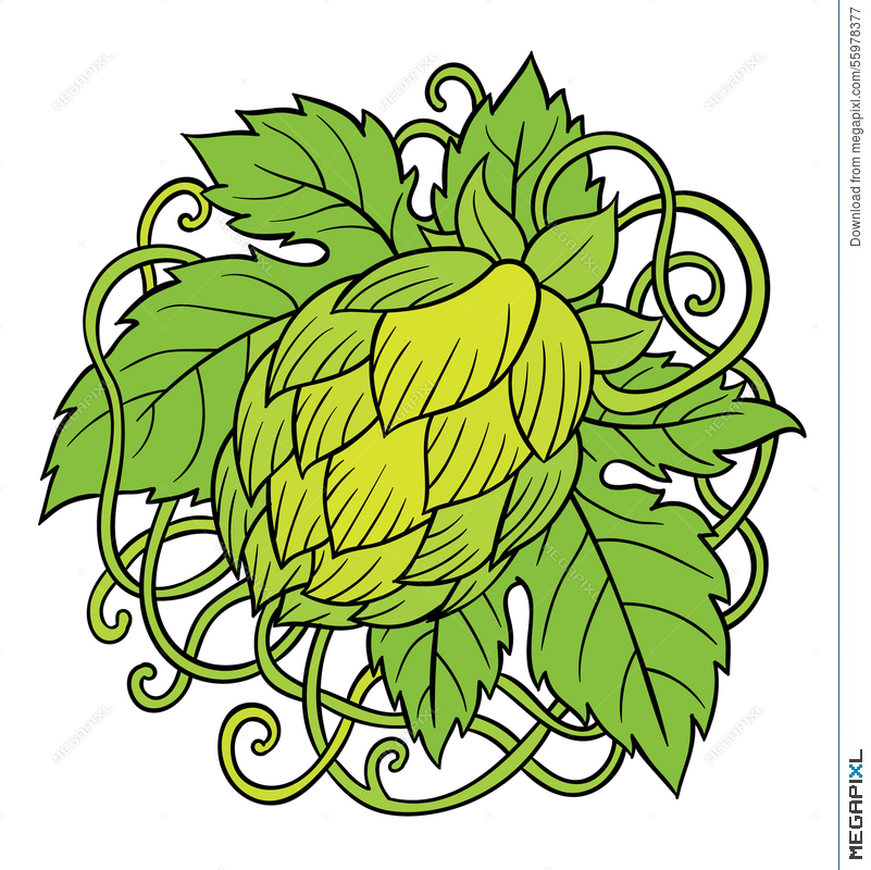 801x800 Hops Vector Illustration
