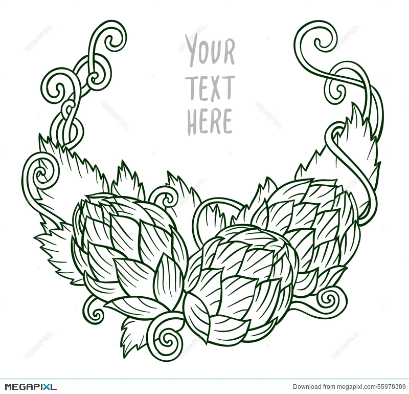 800x770 Hops Vector Visual Graphic Vignette Illustration