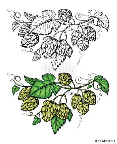 406x500 Hand Drawing Of A Branch Of Hops Vector Illustration Stock Image