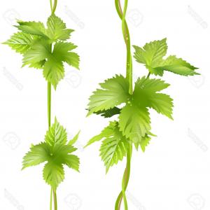 300x300 Hop Vine On Wooden Wall Vector Catchsplace