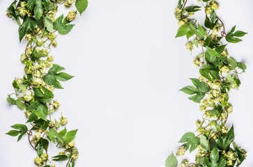 363x240 Hop Vines Photos, Royalty Free Images, Graphics, Vectors Videos