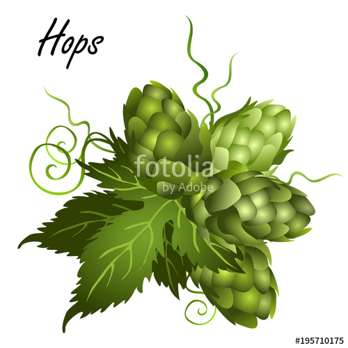 500x500 Hop Seed Cones