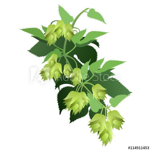 500x500 Hop Vine
