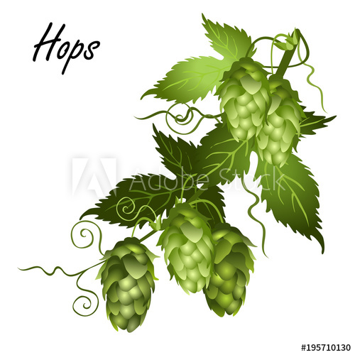 500x500 Hop Vine