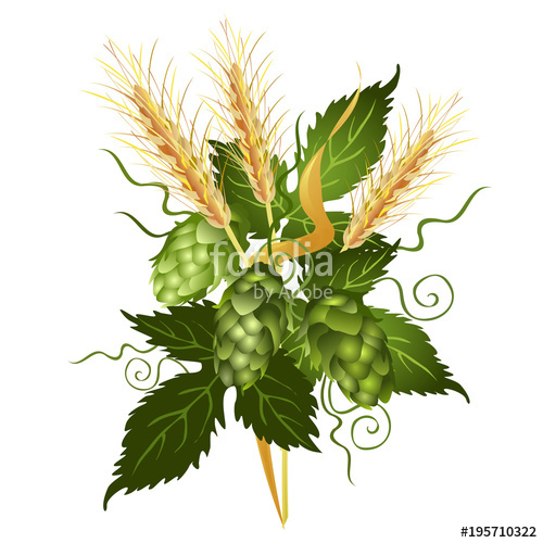 500x500 Hop Vine And Barley Ears Realistic Vector Illustration Isolated