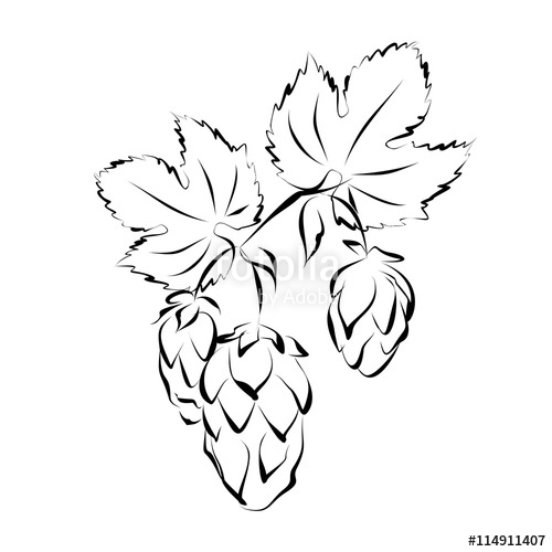 Hop Vine Vector at Vectorified.com | Collection of Hop Vine Vector free ...