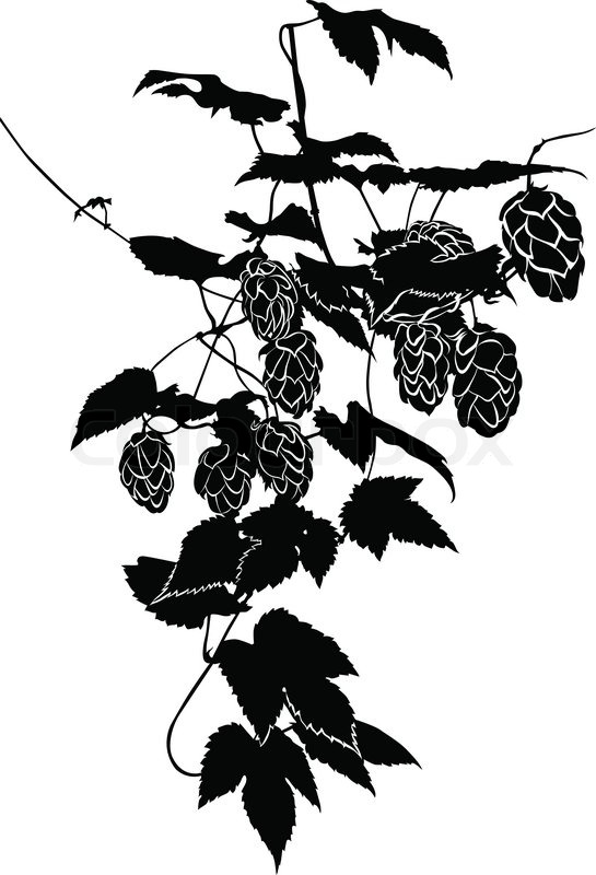 545x800 Hops Stock Vector Colourbox