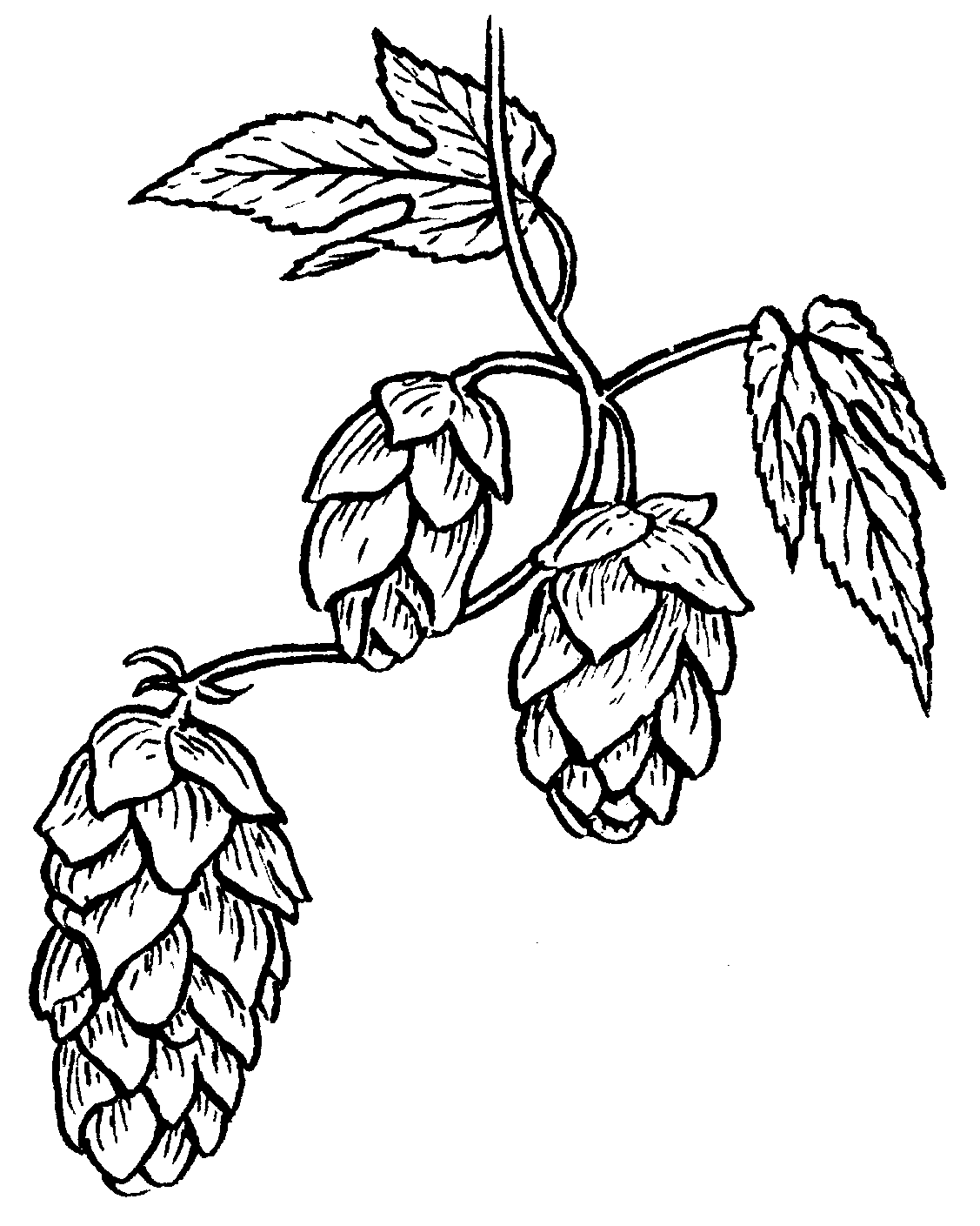 1127x1409 Hops Png, Png Collections