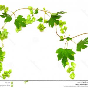 300x300 Hops Vector Visual Graphic Icon Logo Hoodamath