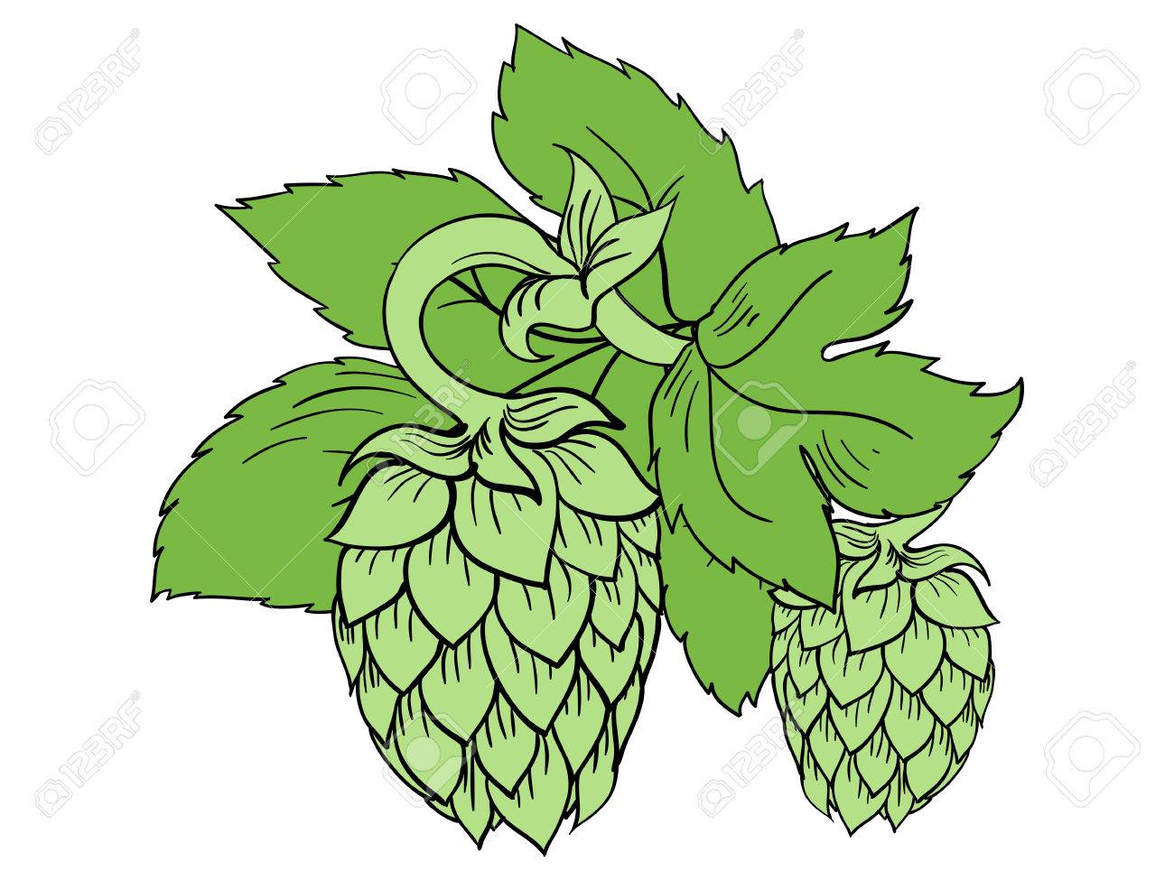 1300x975 Hops Vine Clipart