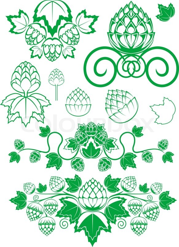 Hop Vine Vector at Vectorified.com | Collection of Hop Vine Vector free