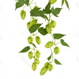 300x300 Photostock Vector Green Color Vector Illustration Of Hops
