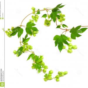 300x300 Catchsplace Vector Graphics Illustrator