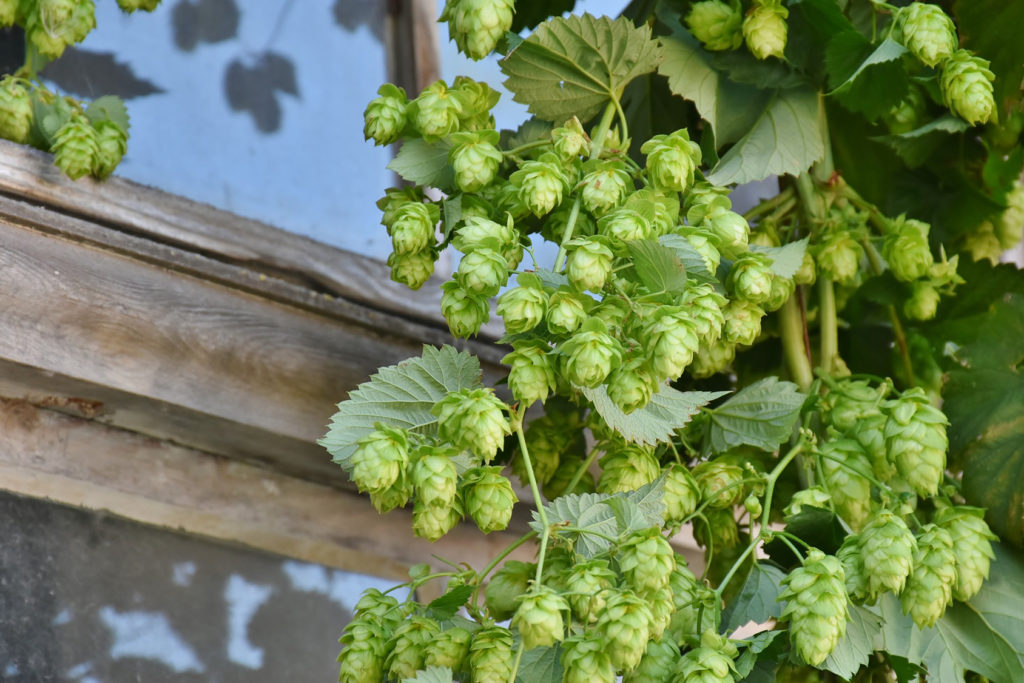1024x683 Growing Hop Vines In The Garden Gulley Greenhouse Garden Center