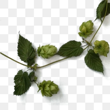 360x360 Hop Png, Vector, And Clipart With Transparent Background