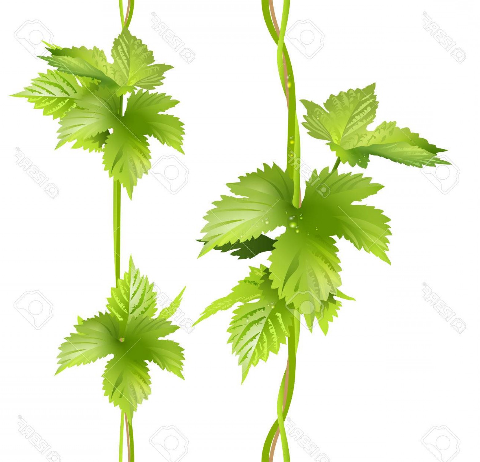 1560x1504 Hop Vines Vector Catchsplace