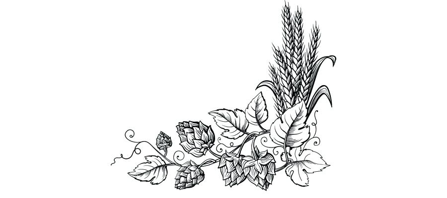 900x400 Hops Clip Art Hop And Wheat Stock Vector Illustration Of Figure