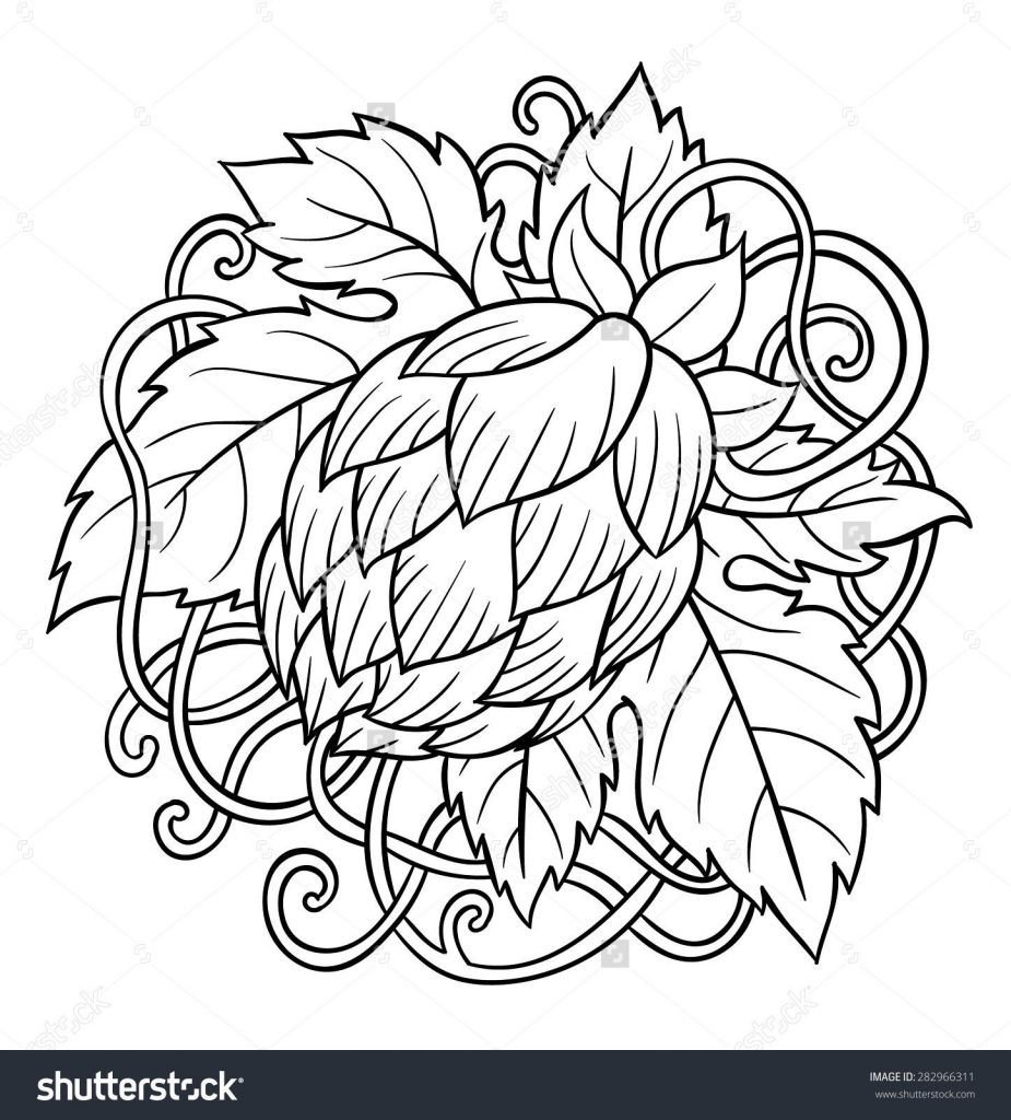 925x1024 Hops Drawings Unique Hops Vector Visual Graphic Icons Design