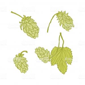 300x300 Hops Plant Twined Vine Young Leaves Hoodamath