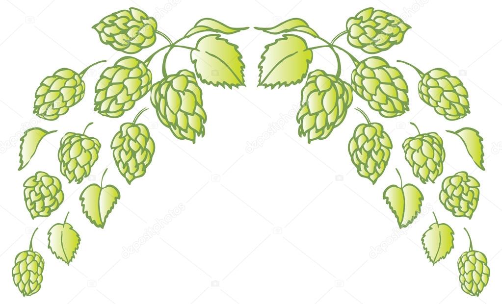 1023x620 Hops Vine Clipart