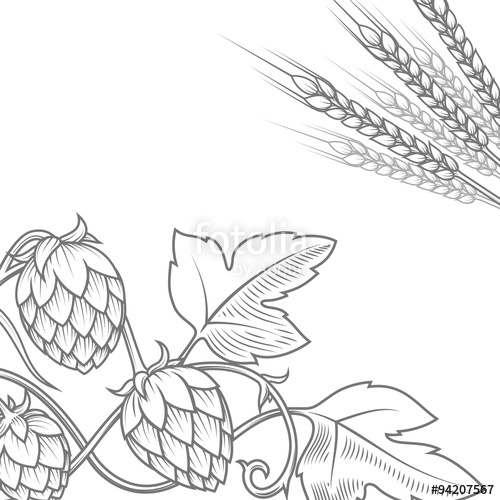 500x500 Hops Ornament Vector Illustration Stock Image And Royalty Free