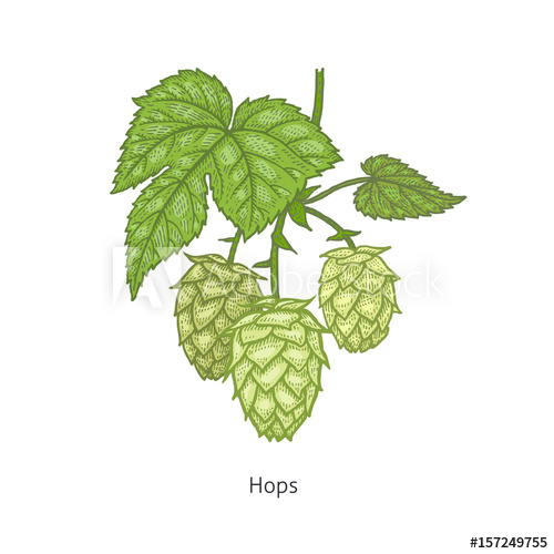 500x500 Medical Plant Hops