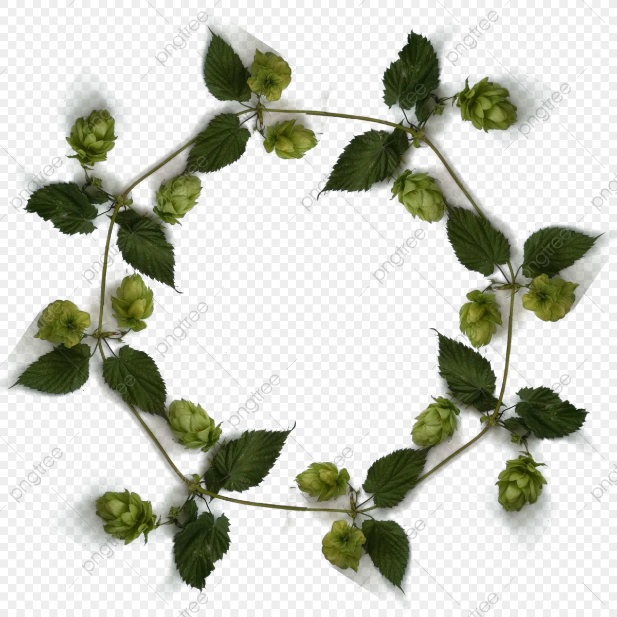1200x1200 Round Frame Hops Humulus Lupulus, Frame, Round, Hops Png