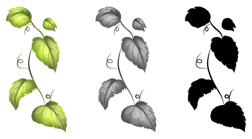 884x490 Set Of Isolated Vine